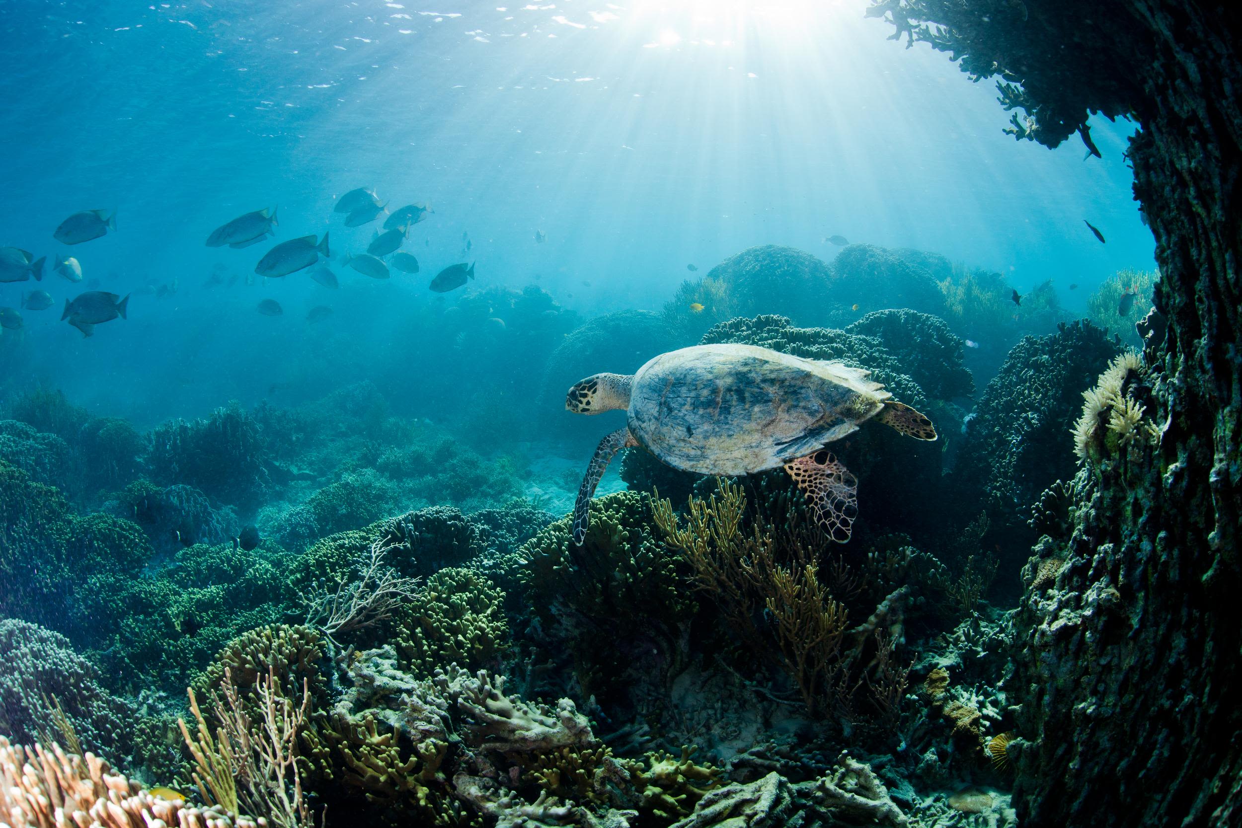 © Paul Hilton / Greenpeace