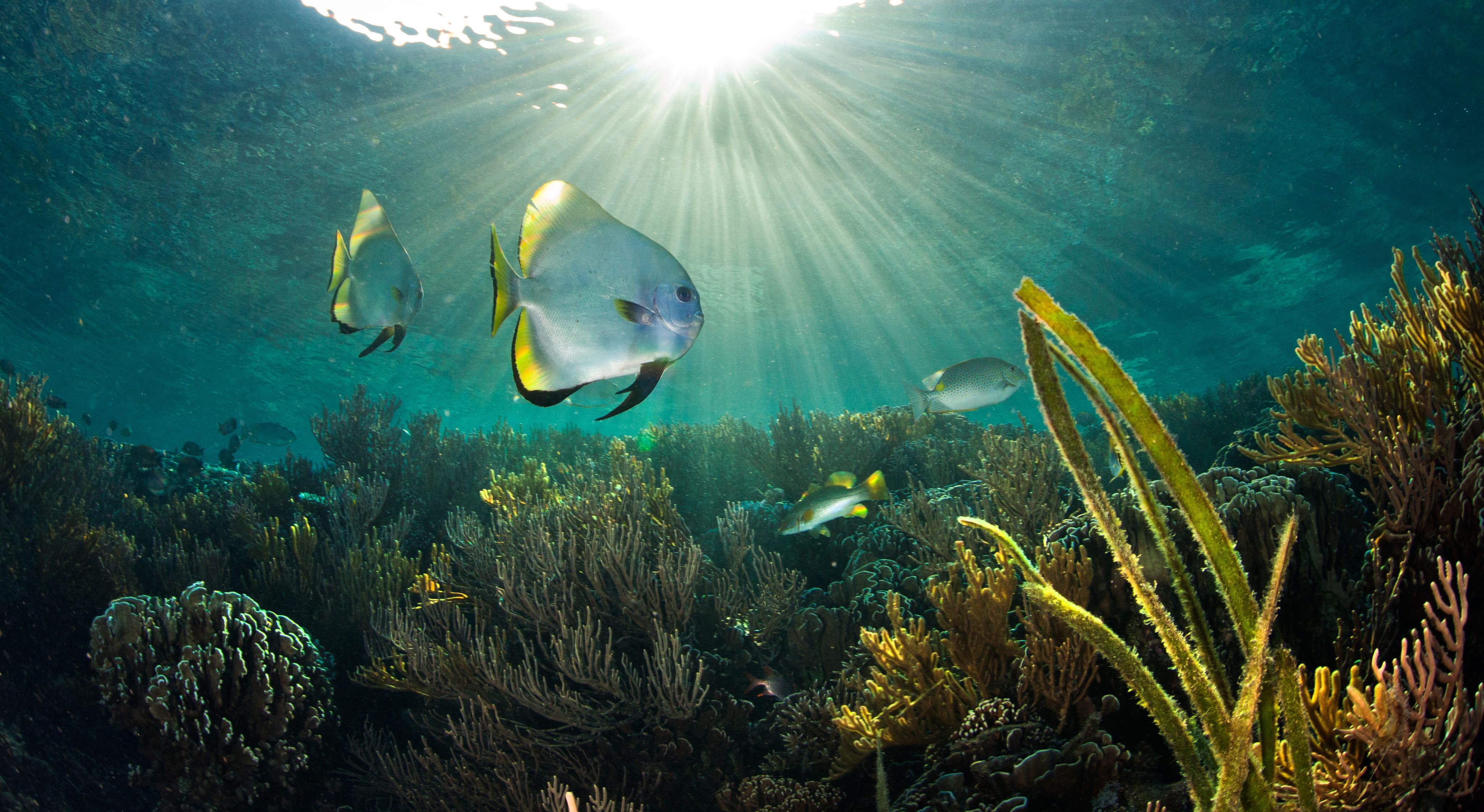 © Gary Farr / Greenpeace
